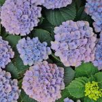 Magie in je tuin met de kleur veranderende Magical hortensia