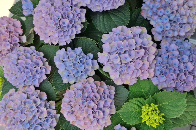 Magie in je tuin met de kleur veranderende Magical hortensia